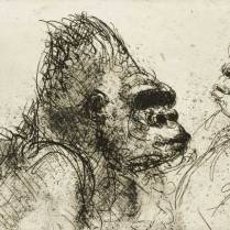 "Talking Gorilla," etching © Bruce Waldman